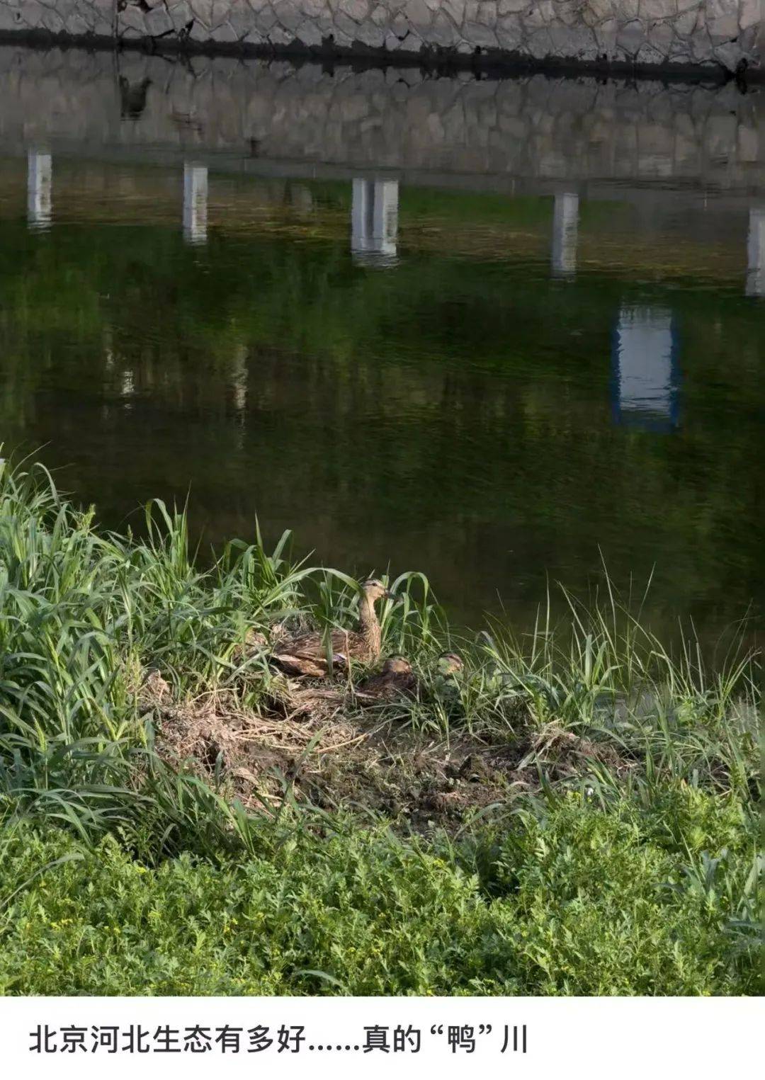 皇冠信用网代理_缺水的北京皇冠信用网代理,被北漂强行玩成了威尼斯