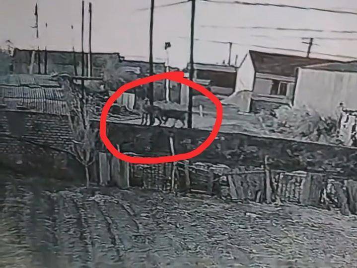 皇冠信用网登3代理
_辽宁一农户17只羊一夜之间被不明生物咬死皇冠信用网登3代理
，警方回应